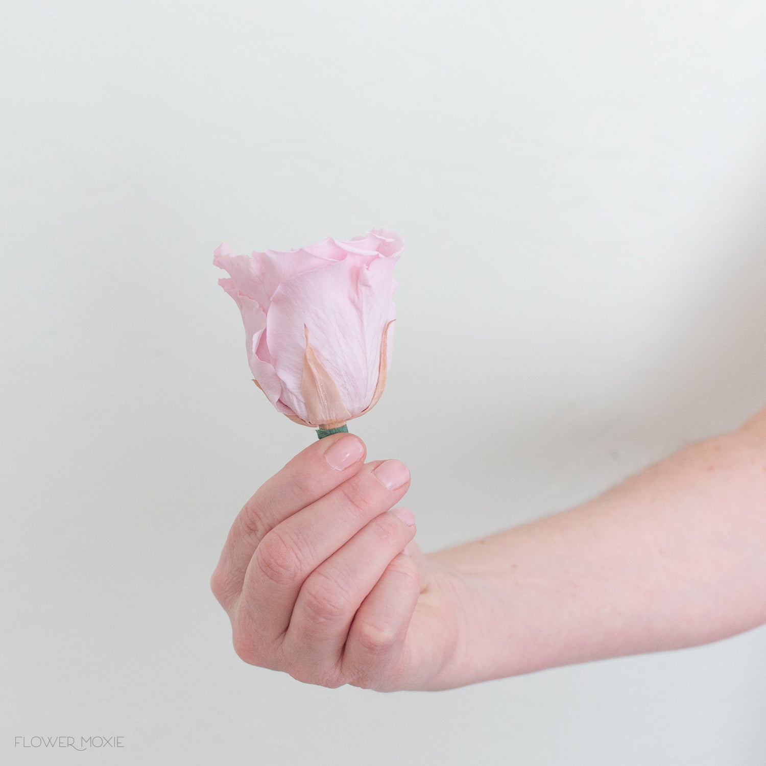 dusty blush pink preserved roses