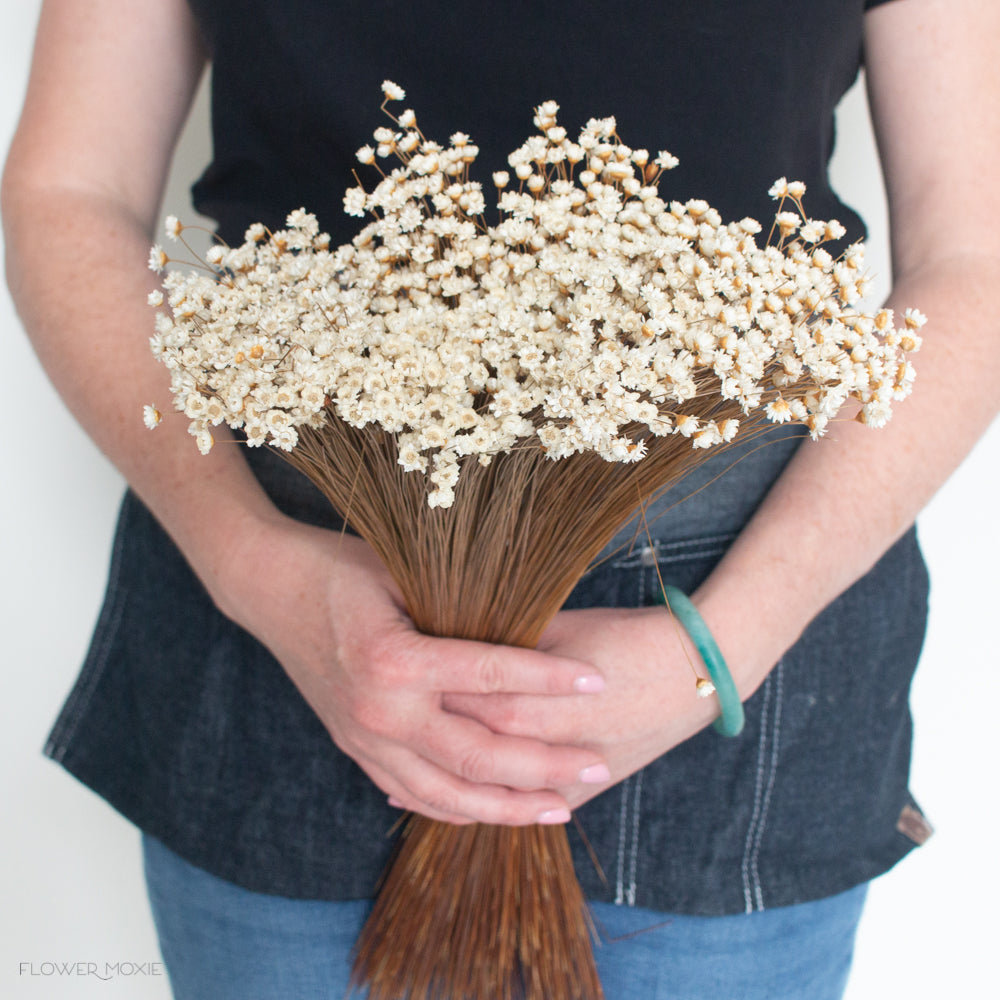 natural beige dried star flowers