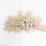 natural beige dried star flowers