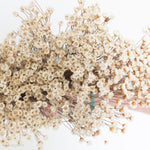 natural beige dried star flowers