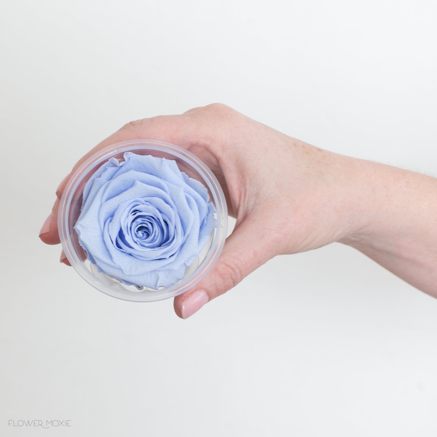 Periwinkle Blue Preserved Roses