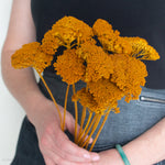 dried burnt yellow yarrow flower