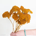 dried yellow ochre yarrow flower