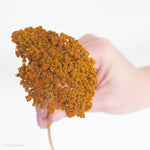 dried yellow ochre yarrow flower