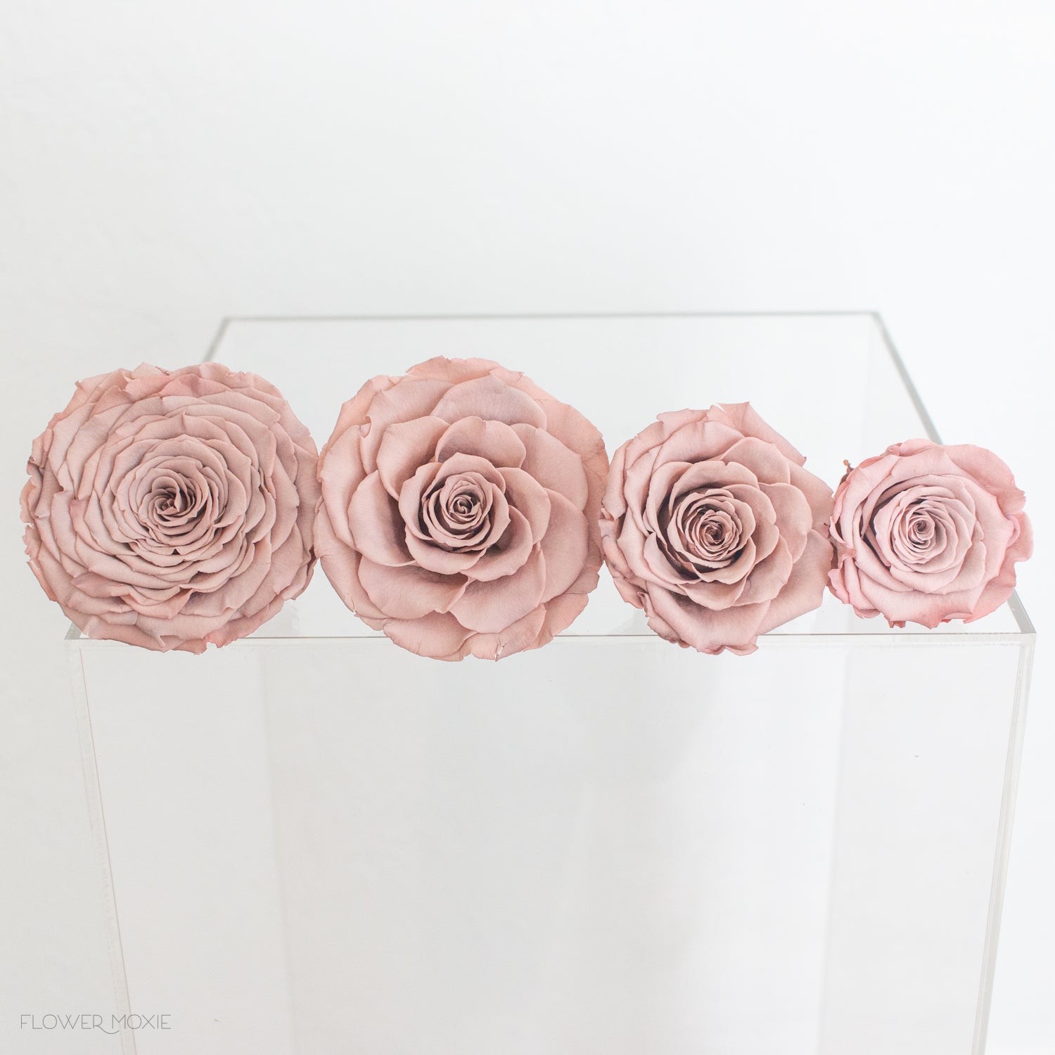 preserved roses by flower moxie supply