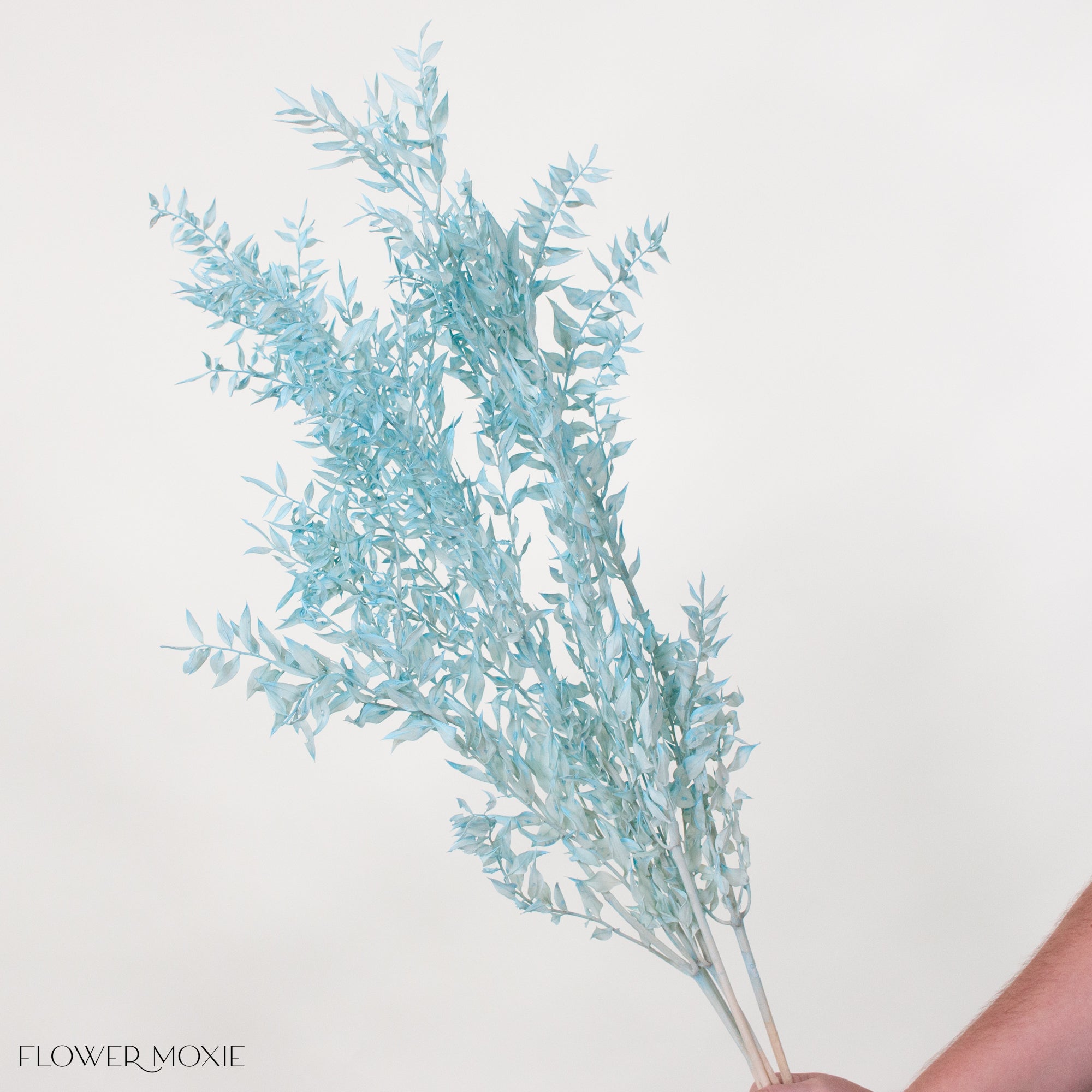 Preserved Blue Italian Ruscus | DIY Flower Supply – Flower Moxie Supply