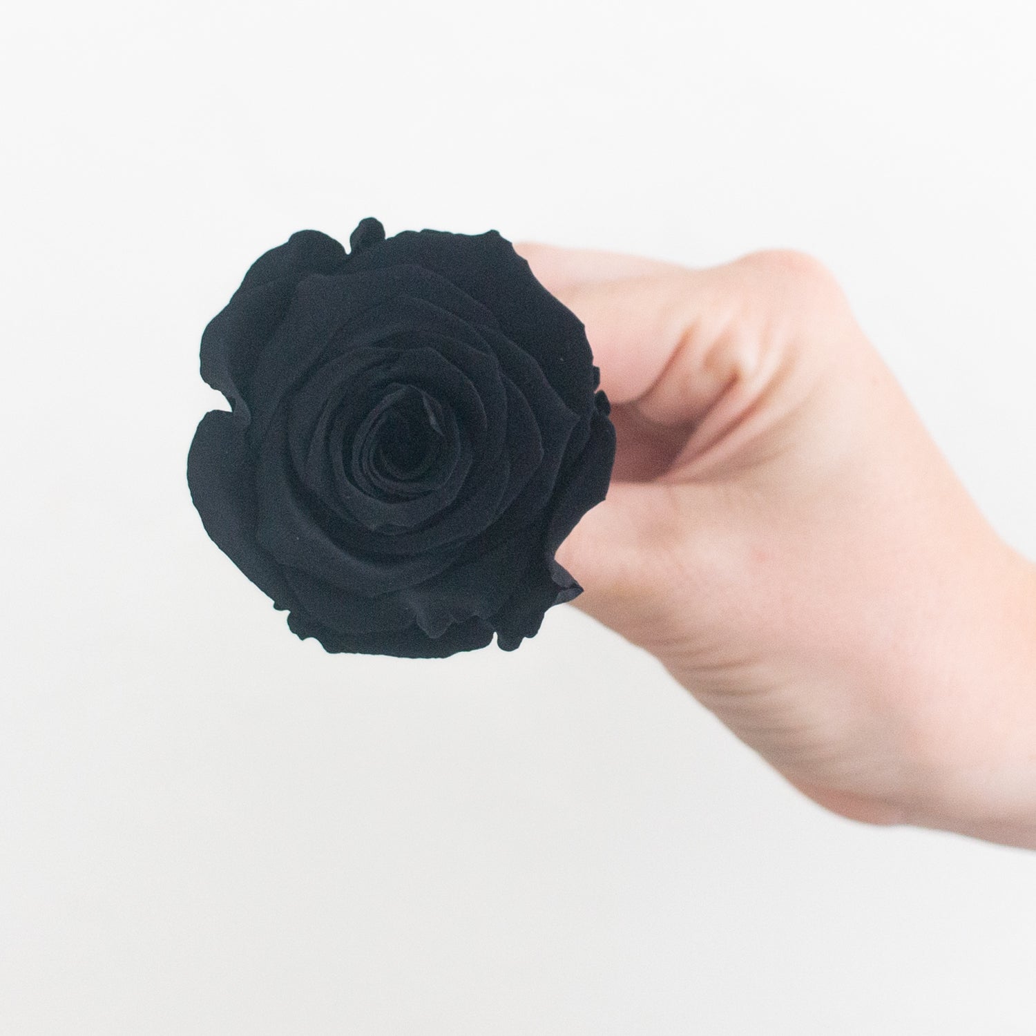 black preserved roses