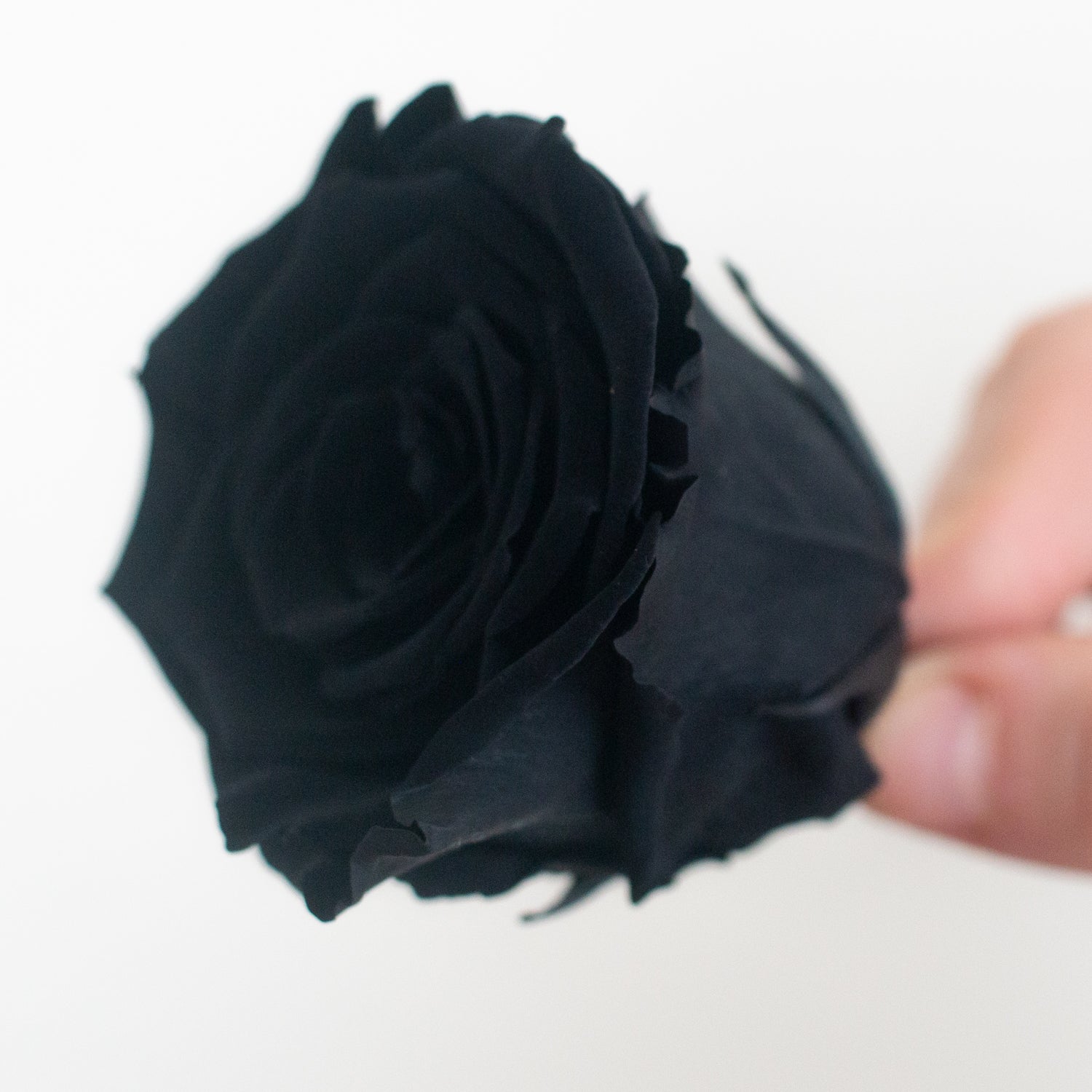 black preserved roses