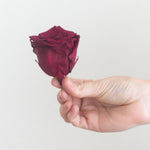 deep berry red preserved roses