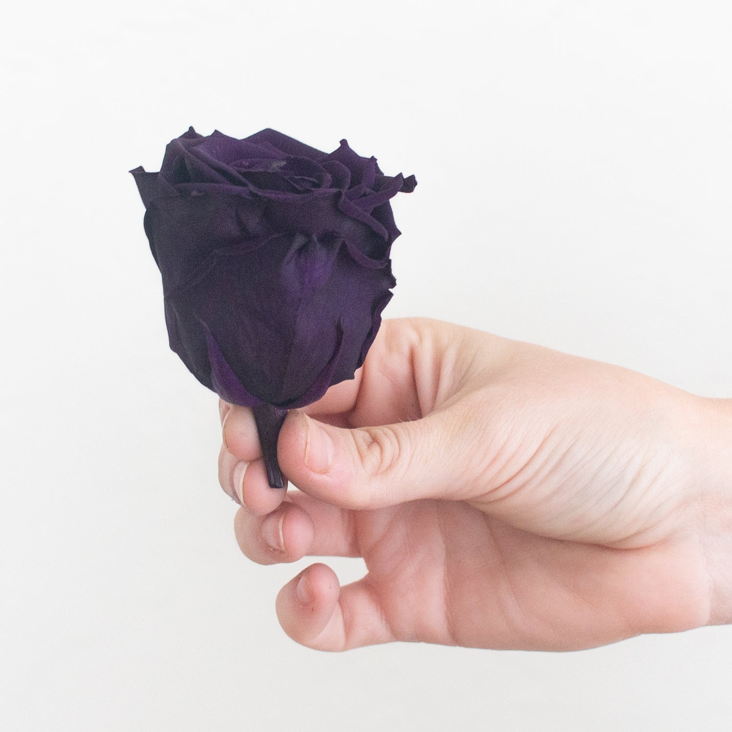 dark purple preserved roses