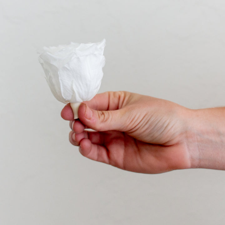 Preserved Roses in True White | Flower Moxie | DIY Wedding – Flower ...