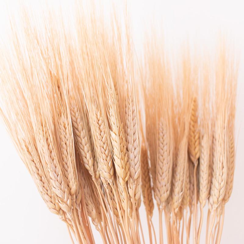 Flower Moxie Wheat