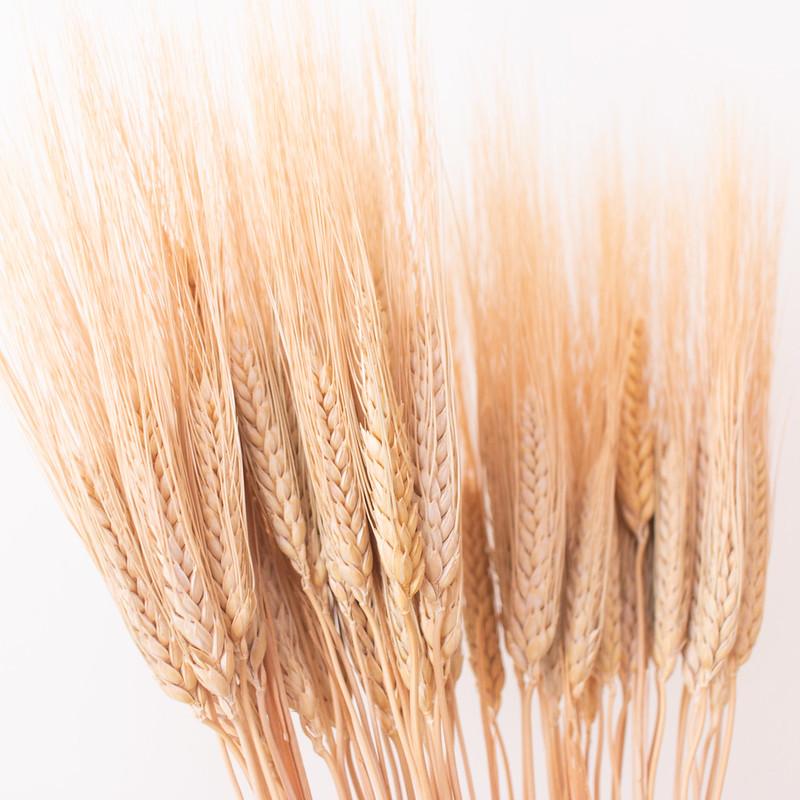 Dried Natural Wheat Triticum
