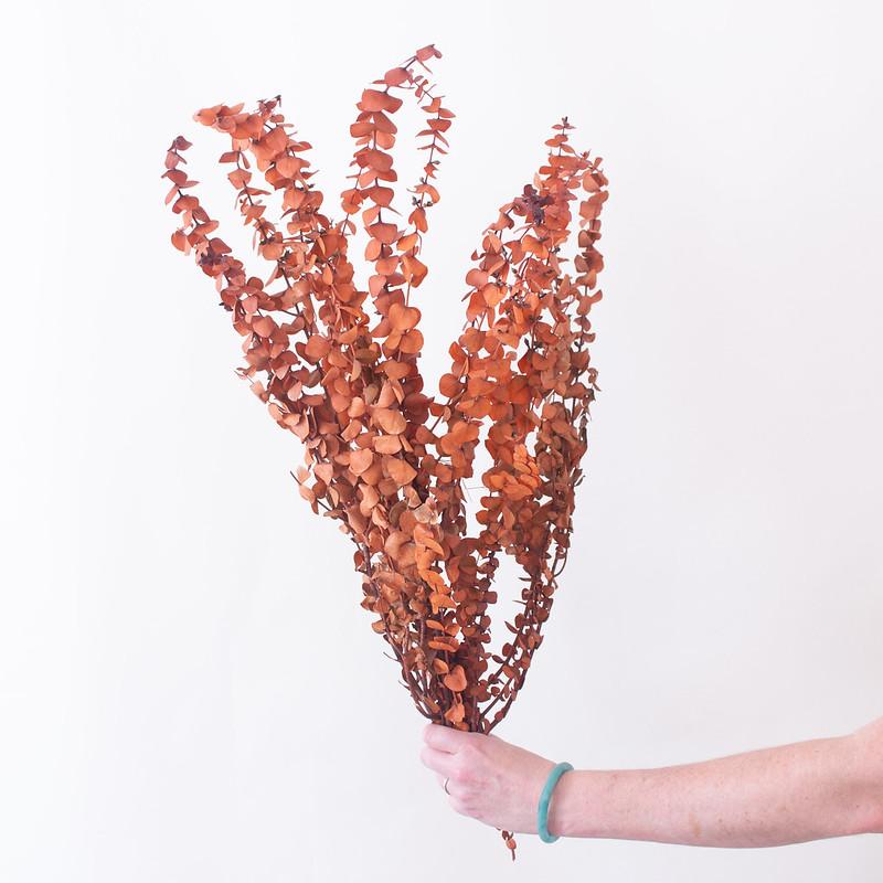 Dried Burnt Orange Autumn Baby Eucalyptus