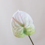 Faux White Anthurium Tropical Wedding Flower