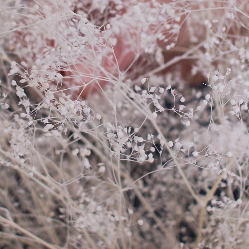 Bleached Baby's Breath Gypsophila
