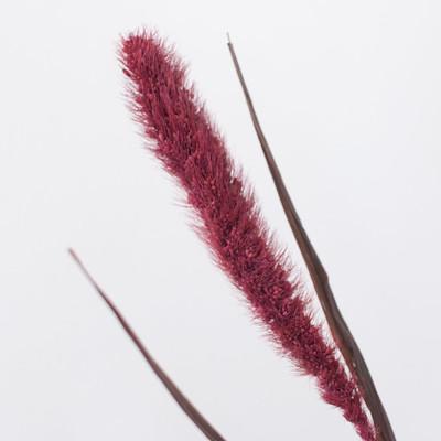 Dried Burgundy Setaria Grass