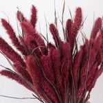 Dried Burgundy Setaria Millet Foxtail Grass