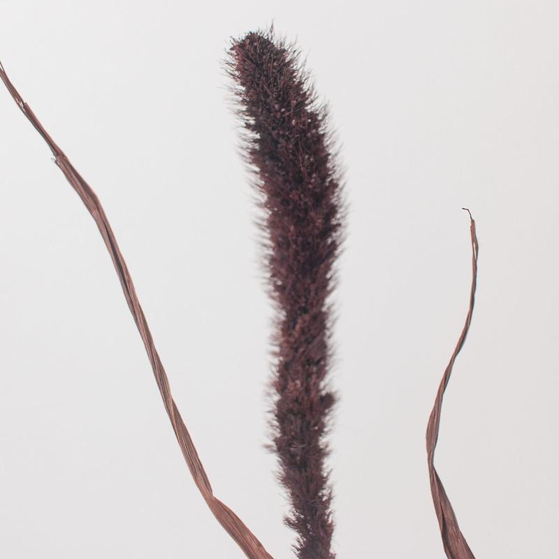 Dried Chocolate Setaria Millet Foxtail Grass