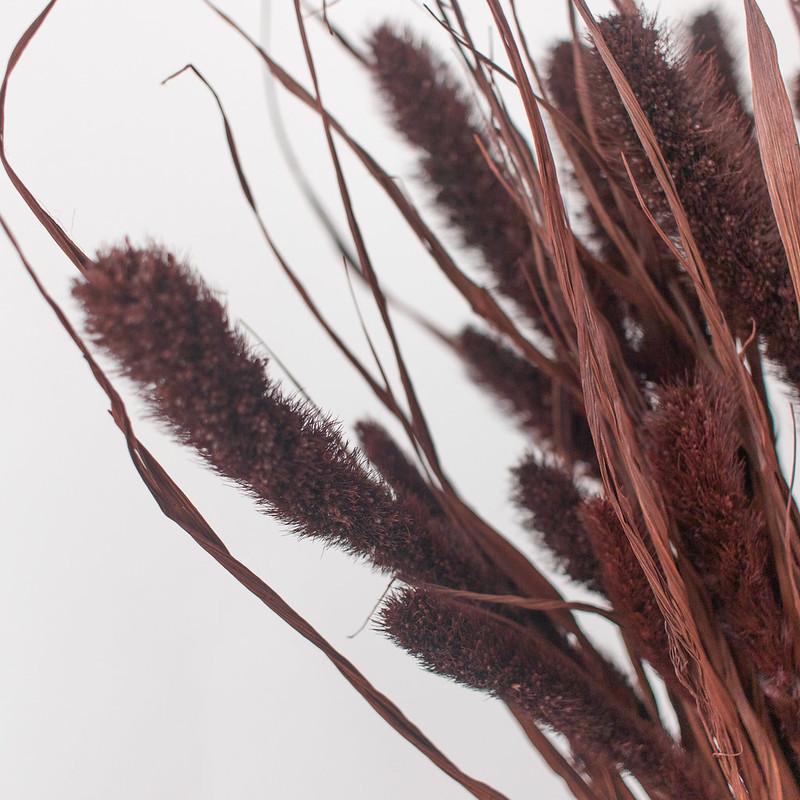 Dried Setaria Grass Wine Color, Dried Flowers, Dyed Grass, Dried Plants,  Natural Grass 