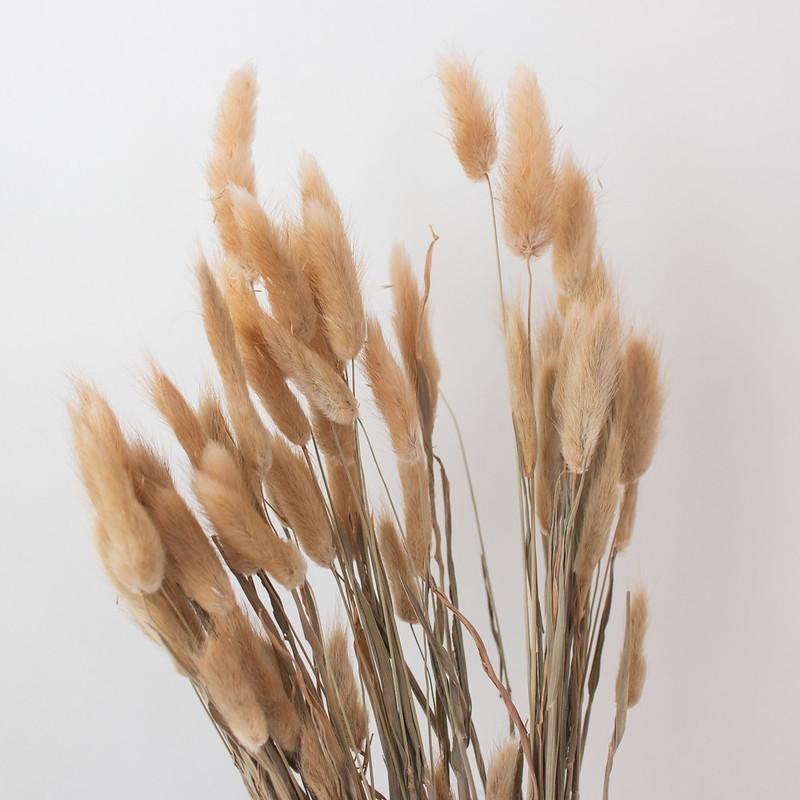 Natural Tan Dried Bunny Tail Grass