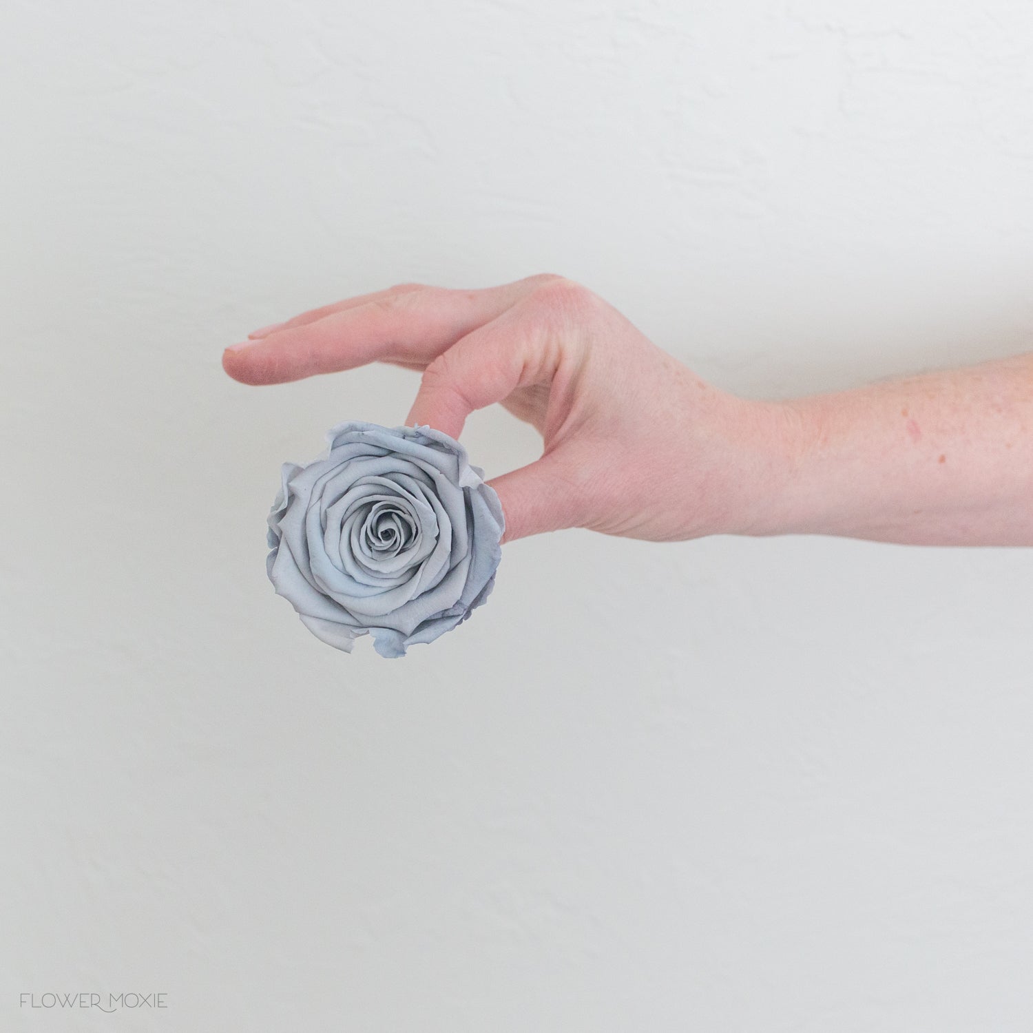 pale blue preserved roses