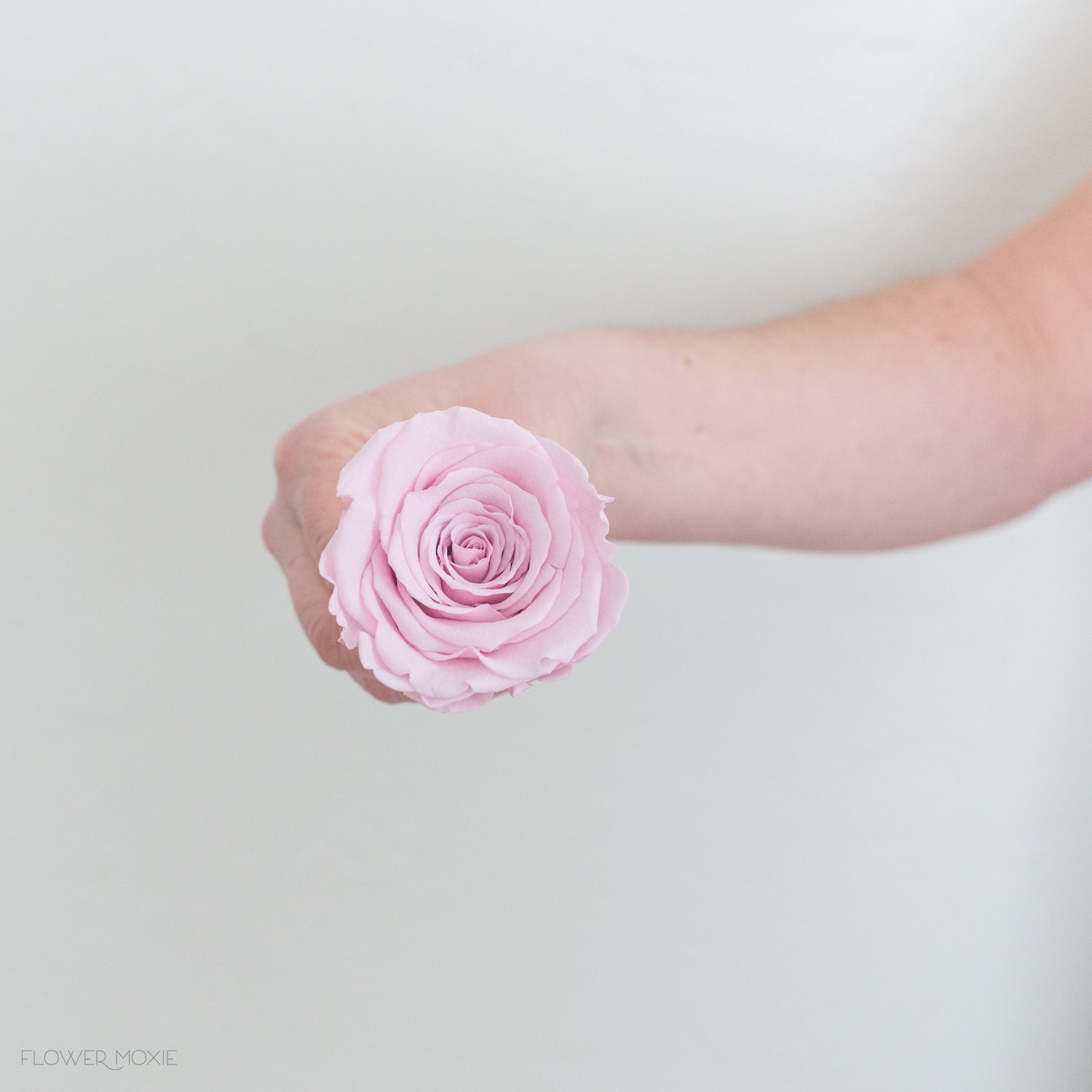 dusty blush pink preserved roses