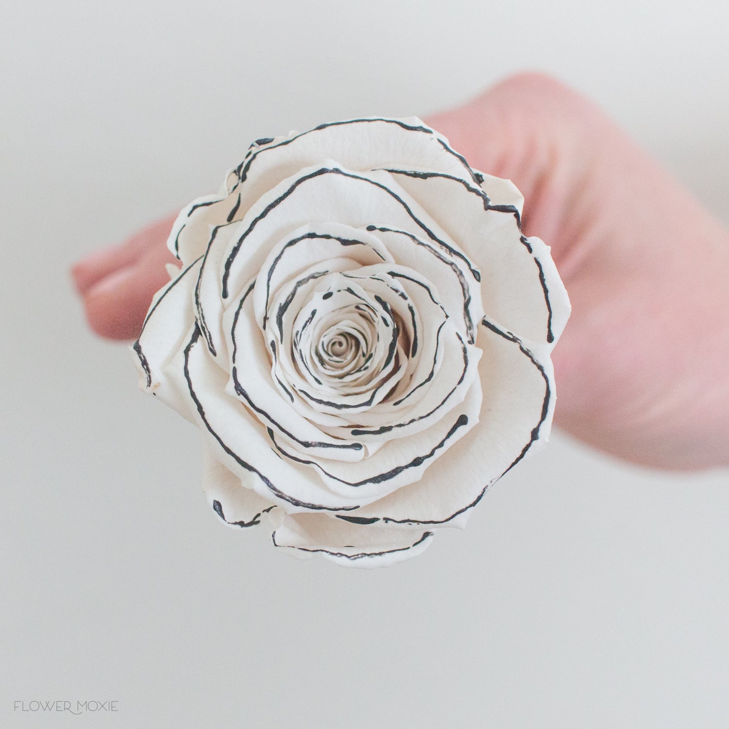 Preserved Ivory and Black Tuxedo Roses | Flower Moxie | DIY Wedding ...