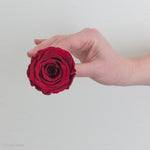 Red Preserved Roses