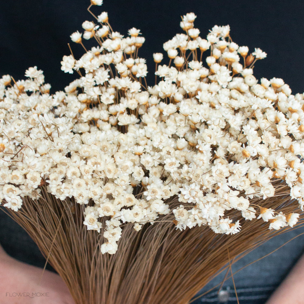 natural beige dried star flowers
