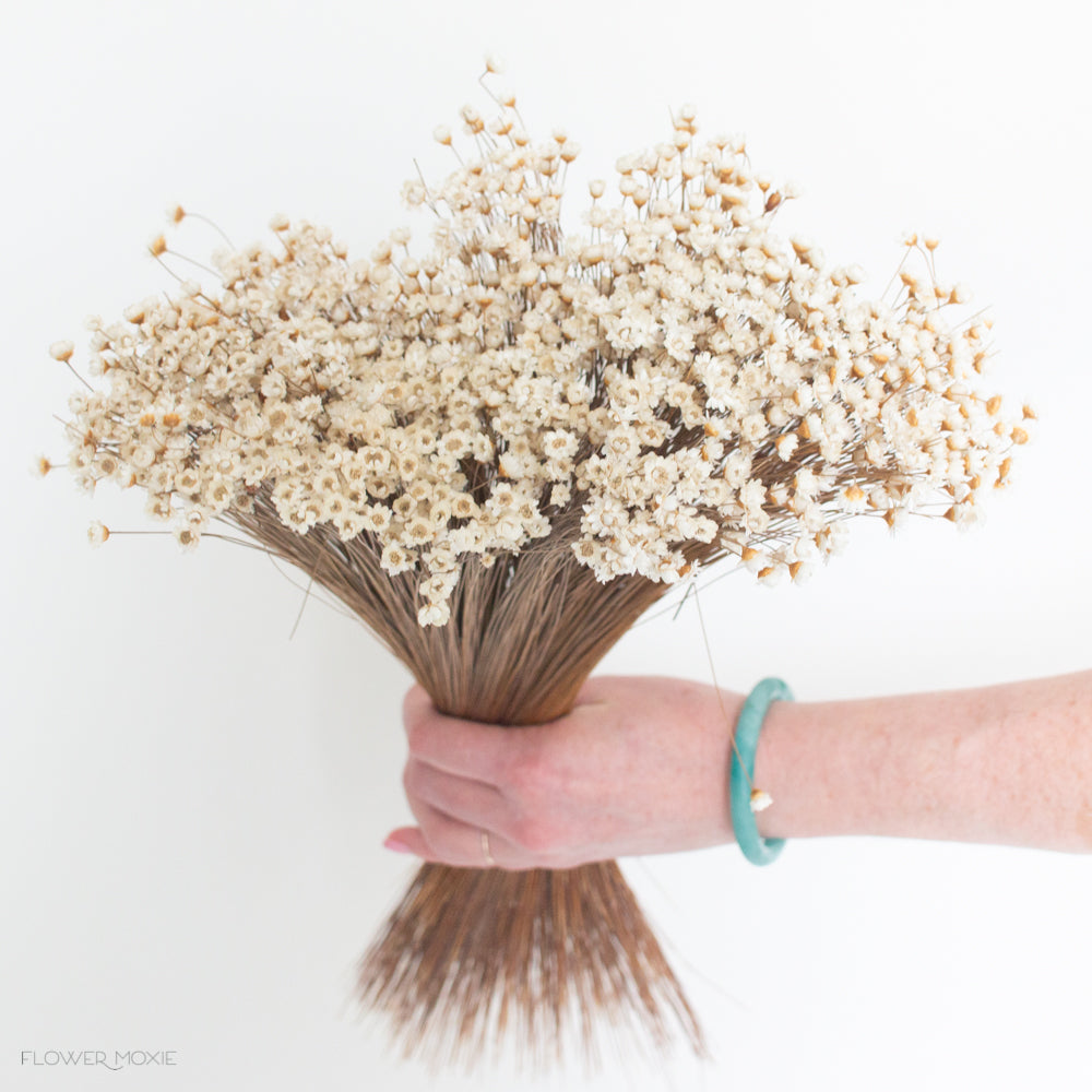 natural beige dried star flowers