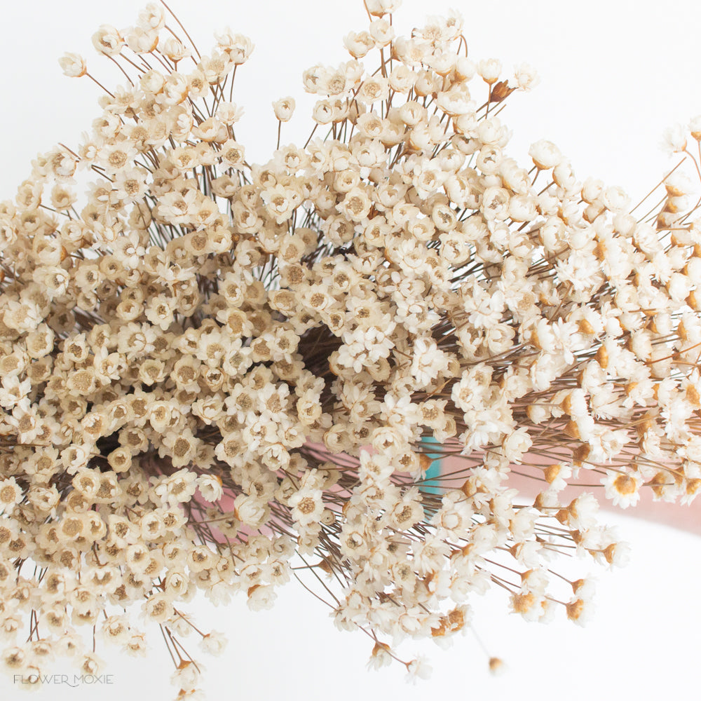 natural beige dried star flowers