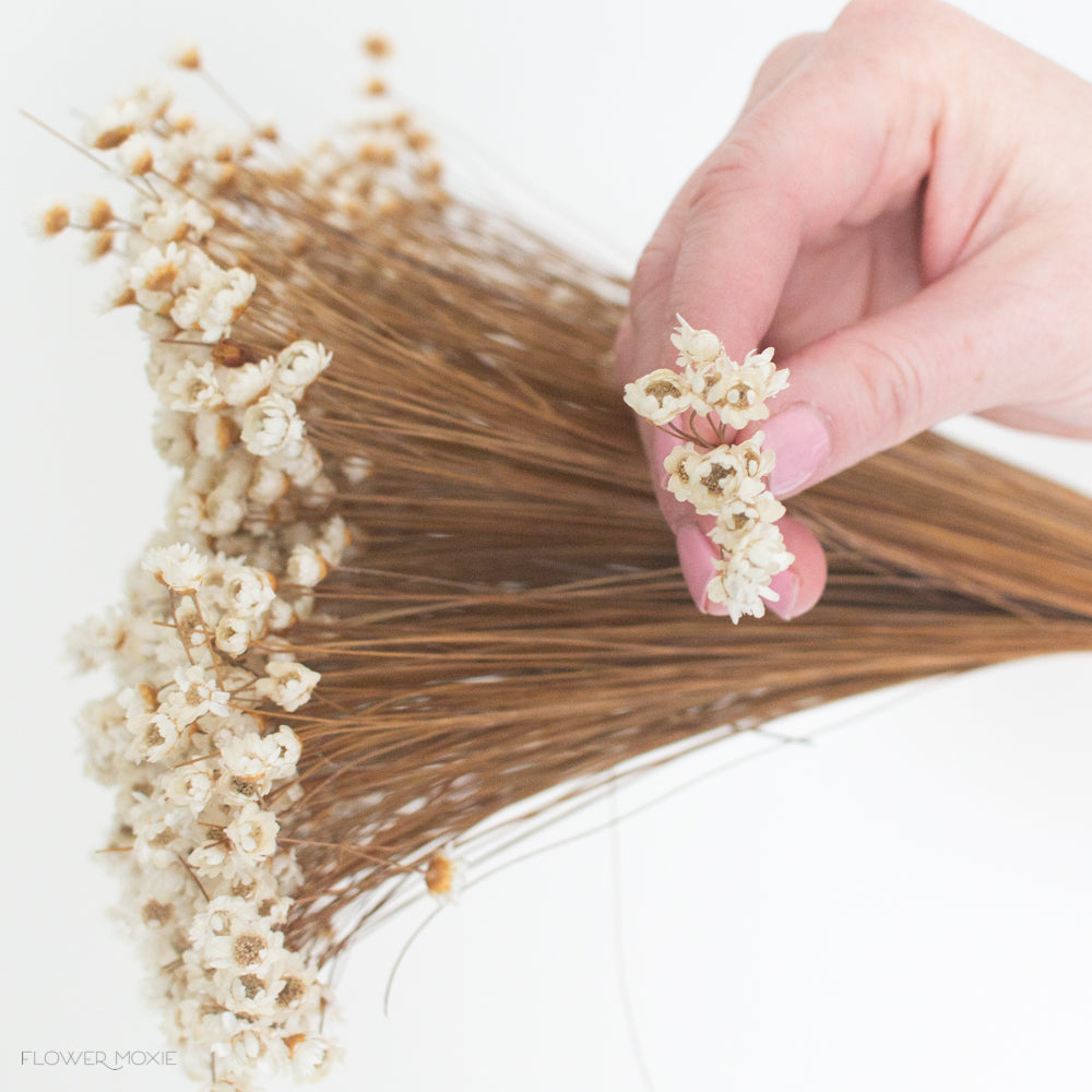 natural beige dried star flowers