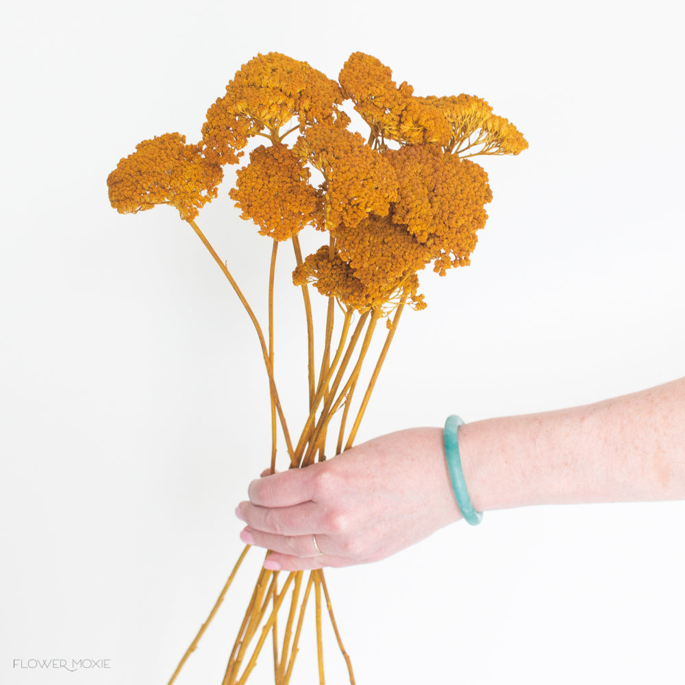 dried yellow ochre yarrow flower