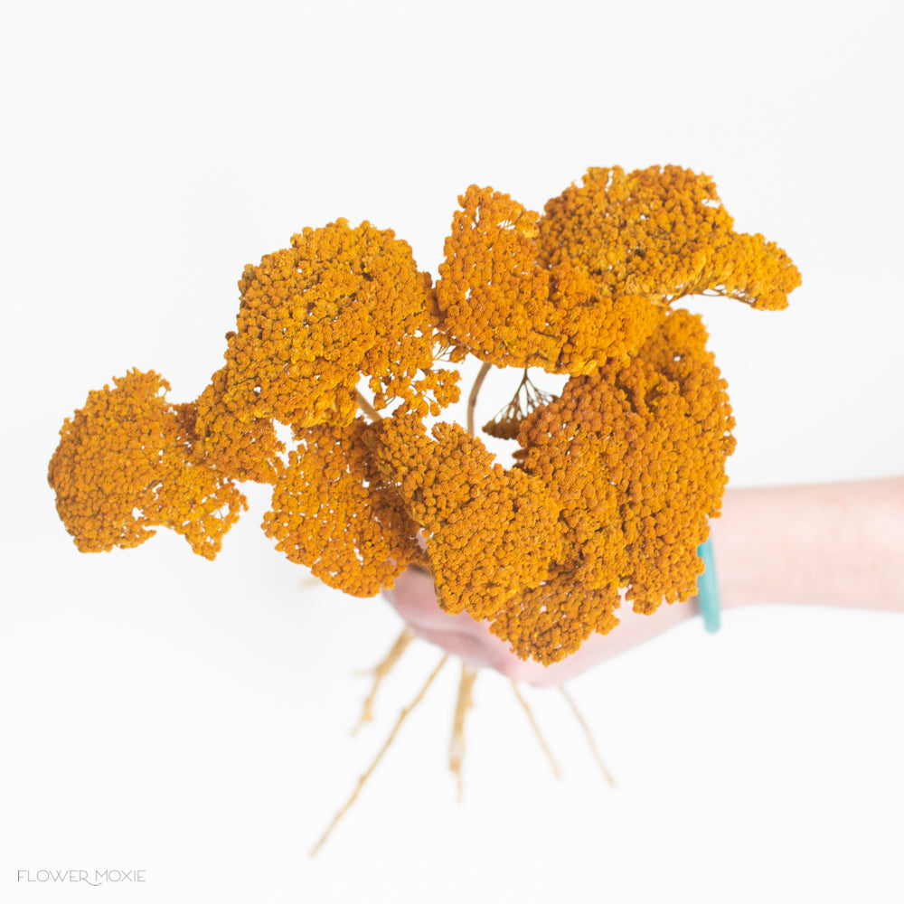 dried yellow ochre yarrow flower